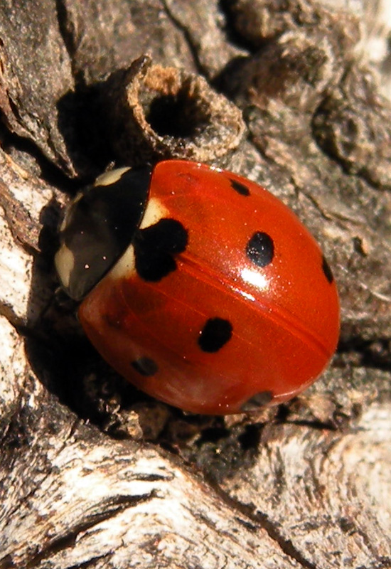 Problemi con le coccinelle